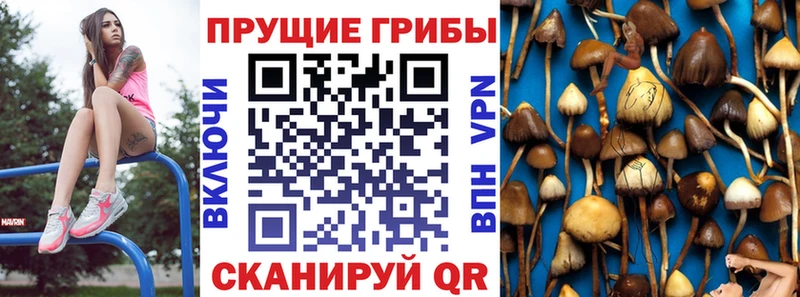 Купить  Кубинка  Галлюциногенные грибы GOLDEN TEACHER 